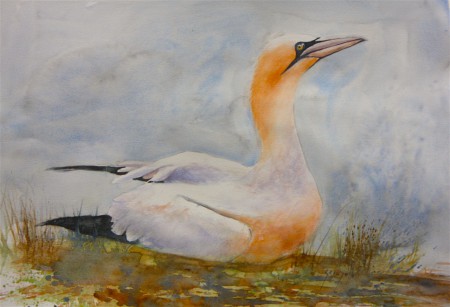 Fou de Bassan 65x50